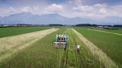 Aerial view of Hemp combine harvester collecting Cannabis sativa plants for Cbd production on a farm field.