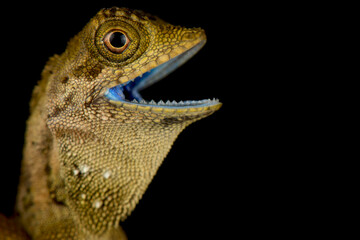 Dusky Earless Agama (Aphaniotus fusca)