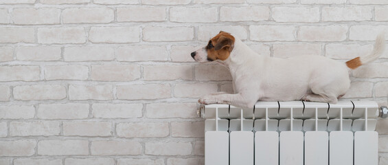 Dog jack russell terrier lies and warms himself on a heating radiator on brick wall background