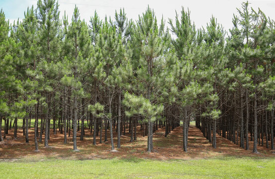 A grove of pine trees planted in a straight line so they grow straighter and taller as a result of direct competition for light.