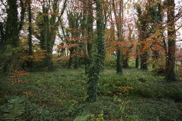 Autumn in the forest