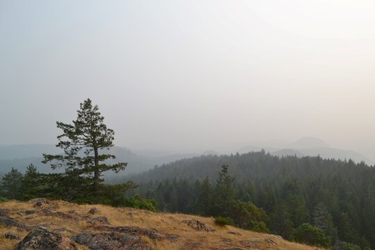 Jocelyn Hill Misty Scenery On Vancouver Island 