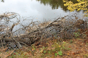 autumn leaves on the river