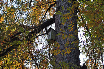 Old birdhouse in a country park