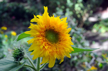 bright yellow flower of ornamental garden sunflower