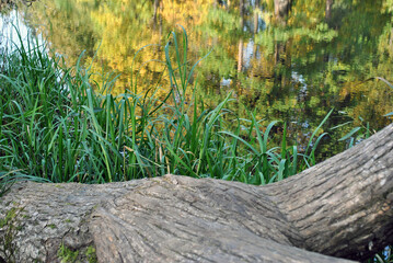 Old pond in a country estate