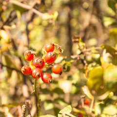 Juicy ripe delicious rose hips in the garden, Rosehip fruit, Rosehip, vitamin C, disease, tea,...