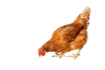 Fototapeta premium nice young brown hen on a white background
