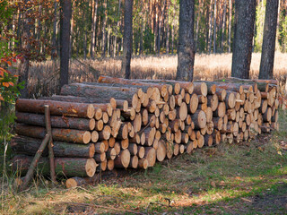 Wood logs in a forest