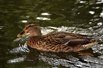 A female brown mallard duck swims on a lake