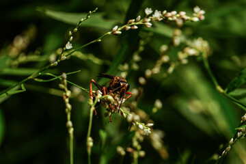 wasp on leaf