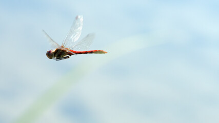 Blutrote Heidelibelle