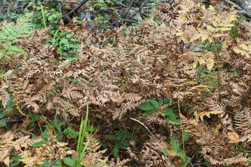 mushrooms in the grass