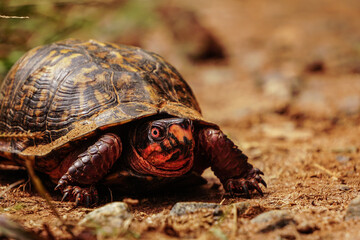 turtle on the ground