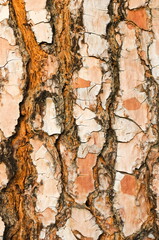 Abstract of patterns of design in tree bark,  mother nature at her finest. repeating lines, shape, style and design