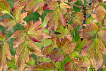 Peony leaves are colored yellow and red, concept of autumn, Natural Wallpaper Background