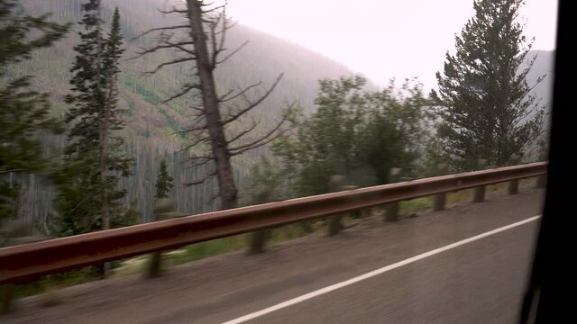 A car drives by recent fire damage in Yellowstone National Park.