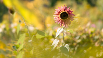 Sonnenblume