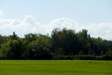 Green meadow, large deciduous forest and beautiful blue sky, landscape background