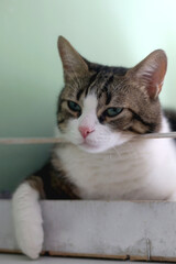 Cute tabby cat lying in white wooden crate. Selective focus.