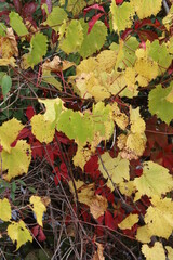 autumn leaves background
