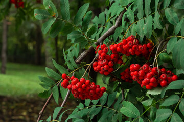 Closeup of clusters of red Mountain Ash berries on the branches with green leaves, rowan trees in summer autumn garden