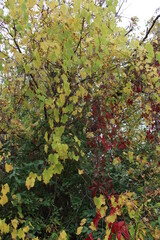 red maple leaves in autumn
