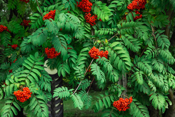 Clusters of red Mountain Ash berries on the branches with green leaves, rowan trees in summer autumn garden