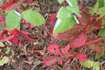 red autumn leaves