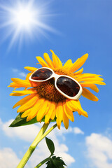 ひまわりとサングラス