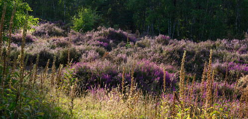 Heathland at Thursley common in Hampshire England UK