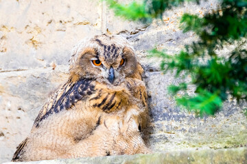 Junger Uhu auf einem Friedhof