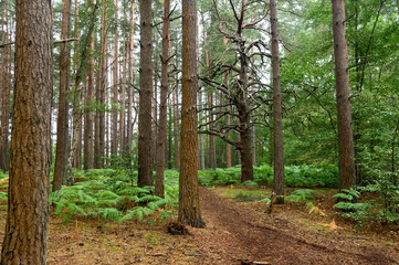 Obraz premium Forest and Woodland in Hampshire England uk