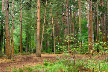 Forest and Woodland in Hampshire England uk