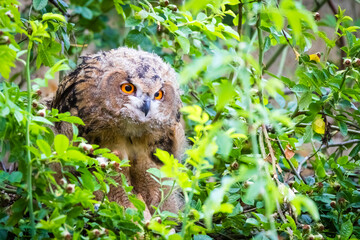 Junger Uhu auf einem Friedhof