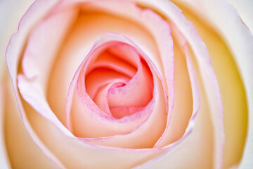 Macro photograph of a rose