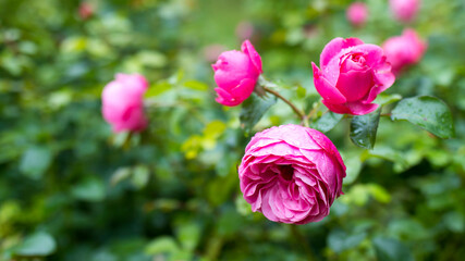 peony rose on a green background in the garden. Summer and spring fantasy flower background. Wide format, free space for design.