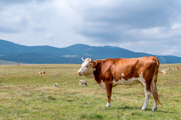 Portrait of big brown white bull in a green meadow with beautiful landscape in the background. 