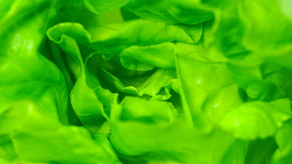 Fototapeta na wymiar Close-Up organic vegetables green health concept. 