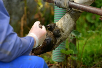 Klauenpflege.Ausschneiden eines Abzesses an der Klaue einer Kuh