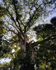 Fototapeta premium trees in the forest