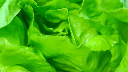 Fototapeta na wymiar Close-Up organic vegetables green health concept. 