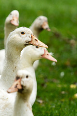 Family of ducks