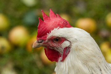 Rooster between apples