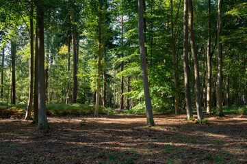 Forest and Woodland walk in Hampshire England Great Britain .