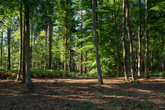 Forest and Woodland walk in Hampshire England Great Britain .