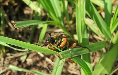 Green cetonia beetle on grass in Florida nature, closeup
