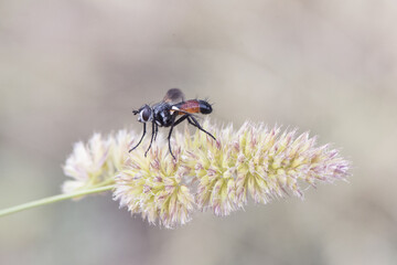 Cylindromyia species bristle fly small red and black fly perched on a spike on defocused green background