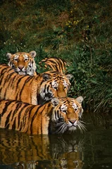 Zelfklevend Fotobehang tiger in water © ElviFabian