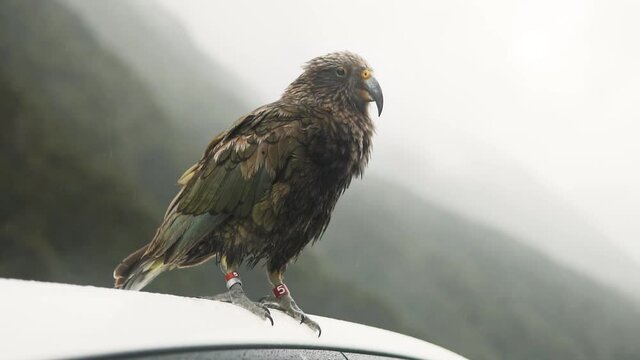 Wild Kea Parrot Close-up, Bird Biting Car In Big Valley, New Zealand